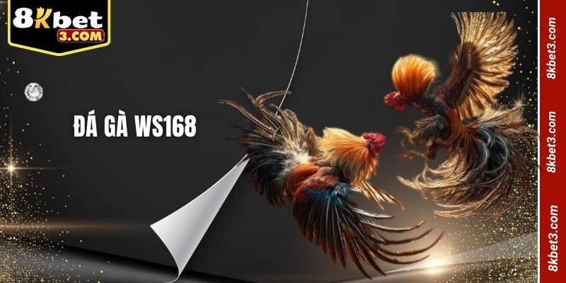 Đá gà WS168